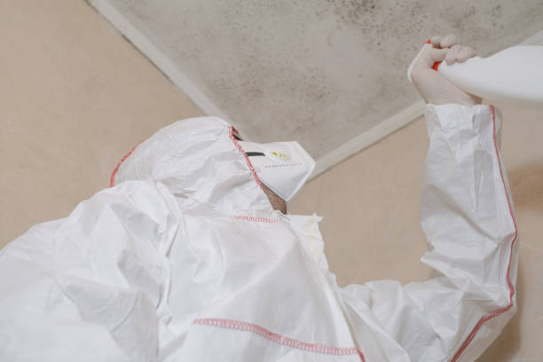 Best Emergency Mold Remediation in Quinebaug, CT